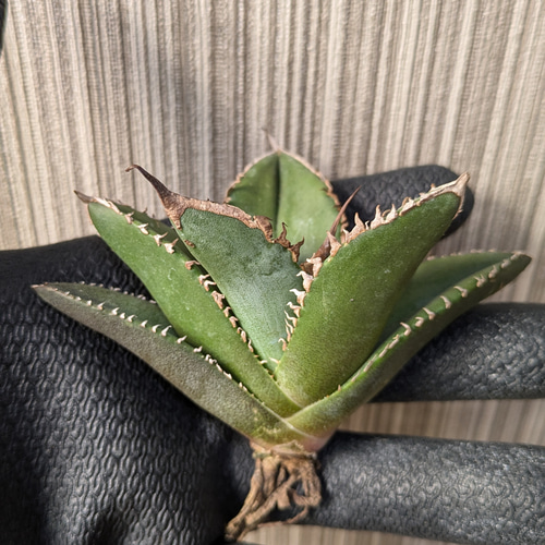 アガベ チタノタ 緑幽霊 TC 【2】 多肉植物 SAWAFARM【サワファーム