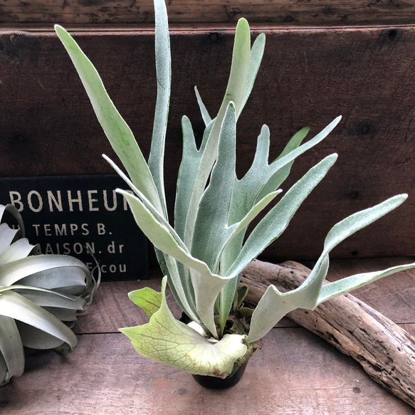 ベイチー♡ 3.5号苗♡コウモリラン♡ビカクシダ♡♡観葉植物♡吊り下げ