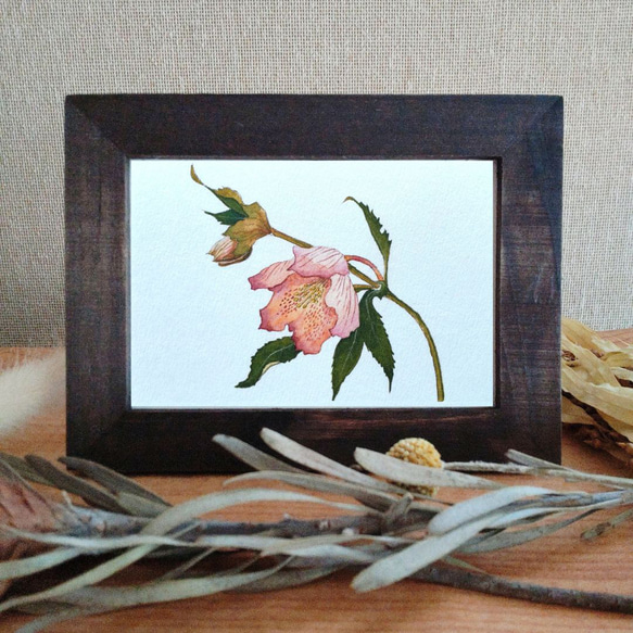 花のポストカード（冬～早春）【14．クリスマスローズのイラスト