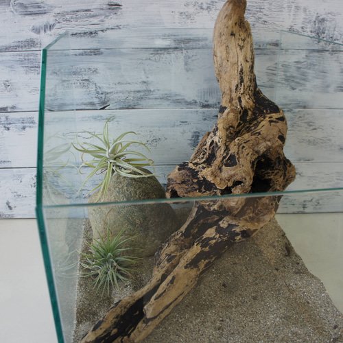 流木 あく抜き処理 煮沸消毒済 テラリウム 爬虫類 登り木 レイアウト