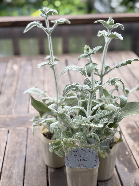 サルビア「ランスロット」シルバーリーフにパープルの花が美しい。庭の