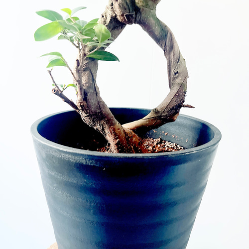 一点もの】希少 パンダガジュマル 福を呼ぶ八の字仕立て 観葉植物 calm