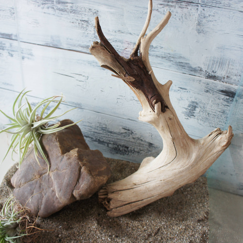 流木 あく抜き処理 煮沸消毒済 テラリウム 爬虫類 登り木 レイアウト