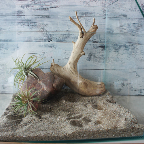 流木 あく抜き処理 煮沸消毒済 テラリウム 爬虫類 登り木 レイアウト