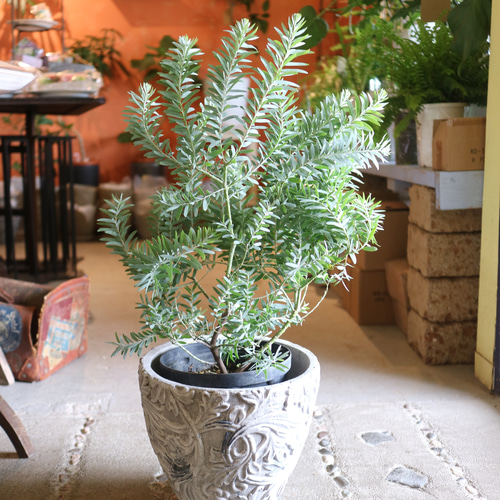 1点のみ ミモザ アカシア の木 ＜ブルーブッシュ＞ シルバーリーフ