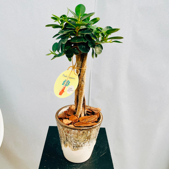 現品］【希少】A2 パンダガジュマル 観葉植物 レア 室内 接木 陶器鉢