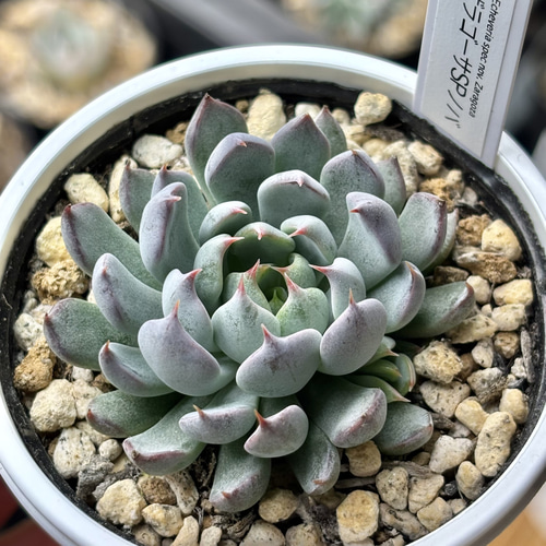 レア原種！【現品】 ☆ザラゴーサSPノバ 多肉植物 自家繁殖 国産 多肉