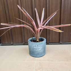 花芽付き パールアカシア ポット苗w ミモザ苗 オージープランツ 盆栽