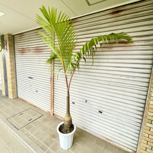 南国 特大 ヤシ トックリヤシ （徳利椰子）10号（30cm） その他