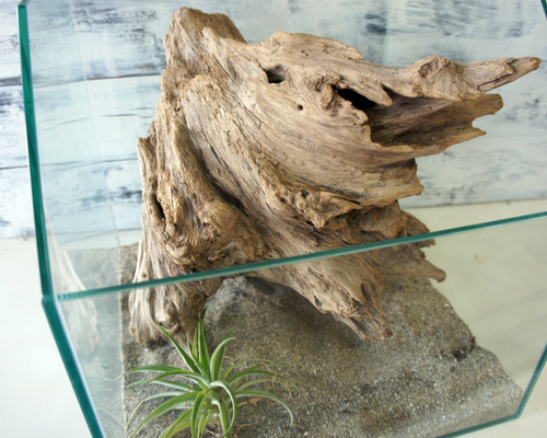 流木 あく抜き処理 煮沸消毒済 テラリウム 爬虫類 登り木 レイアウト
