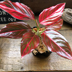 アグラオネマ♡ Aglaonema 「khan mak racha super red var. 」 アート