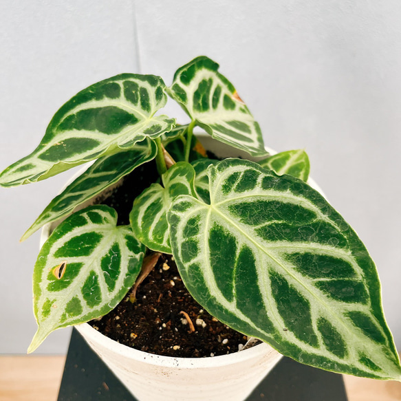 現品］【希少】72番 アンスリウム クリスタリナムcultivar 4号 観葉