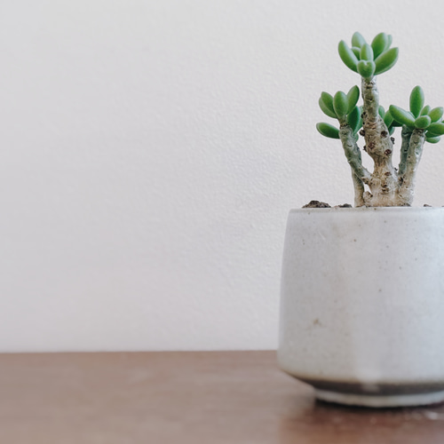 ちょっとおもちゃのような作りがかわいい「チレコドン デシピエンス