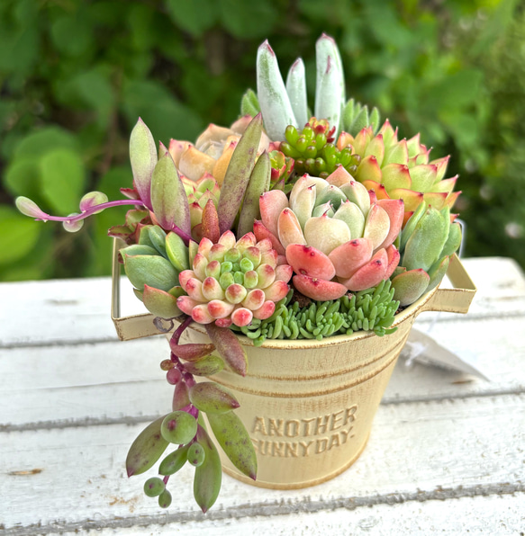 可愛い寄せ植え 多肉植物寄せ植え ブリキポット イエロー 取っ手付き