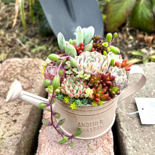 可愛い寄せ植え 多肉植物寄せ植え ブリキポット サンドピンク 取っ手