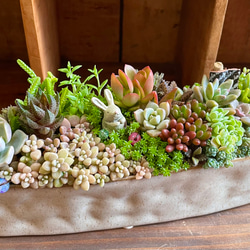 青いバスに乗って】多肉植物 寄せ植え＊箱庭仕立て＊セダム＊リメ缶
