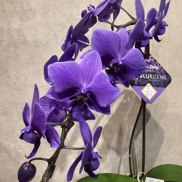 入荷少なめです❗️超希少❗️胡蝶蘭❤️ブルージーン 1本立 多肉植物