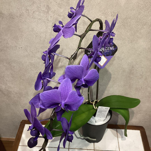 入荷少なめです❗️超希少❗️胡蝶蘭❤️ブルージーン 1本立 多肉植物