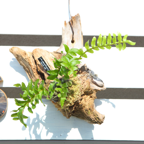 Lecanopteris sp. 'Yellow Tip'】レカノプテリス・イエローチップ No