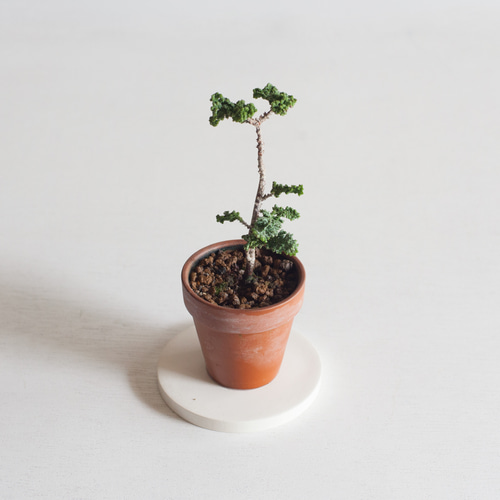 ミニ盆栽 石化ヒノキ (セッカヒノキ) 盆栽 ikona 通販 19281563