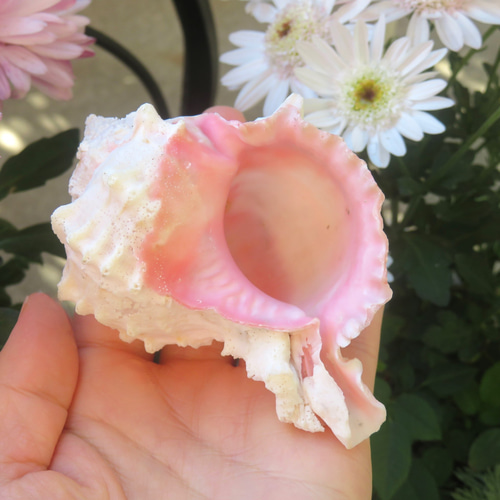 美しい貝殻標本◇クレナイガンゼキボラ・ピンクムレックス／51グラム