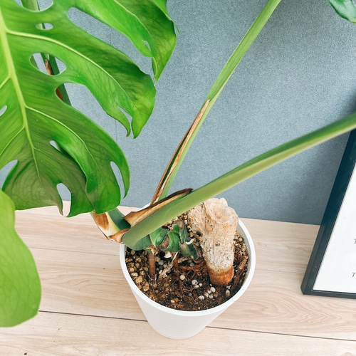 現品］20-7 モンステラ デリシオーサ 幹上がり 7号 八丈島産 観葉植物