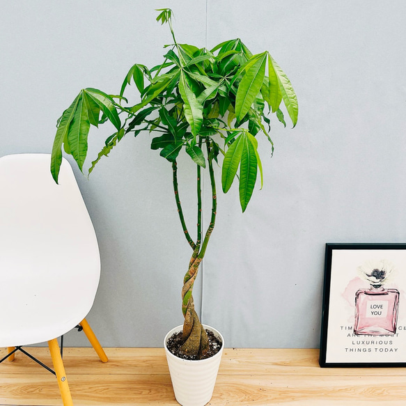 現品］33番 パキラ 編み込み 7号 観葉植物 おしゃれ 室内 ねじり