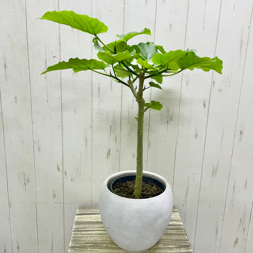 フィカス・ウンベラータ｜やさしい葉とまっすぐな幹・セメント鉢カバー