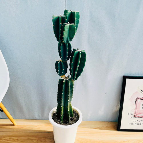 現品］18番 柱サボテン 鬼面角 ブランチ 8号 観葉植物 室内 おしゃれ