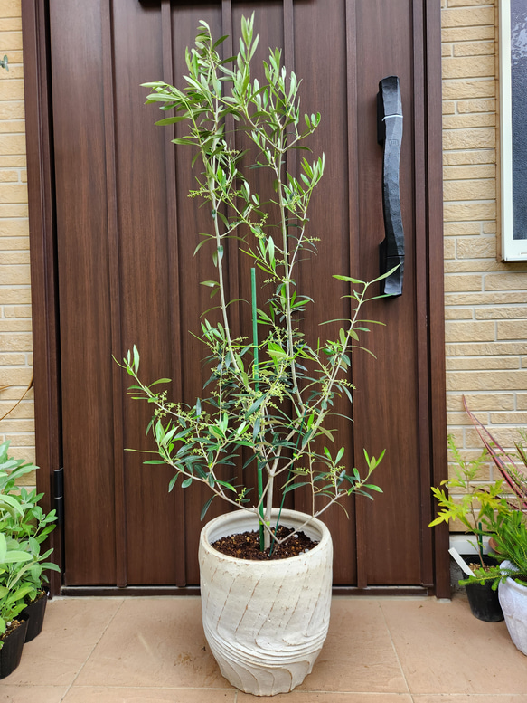 大きめ♪オリーブの木 エルグレコ 大型お洒落テラコッタ鉢植え 苗