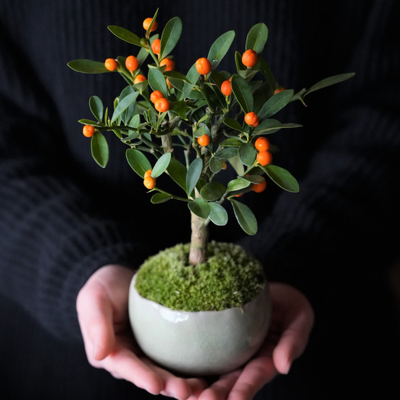 キンズ（金豆）｜2L｜淡雪のうつわ【受け皿セット】 盆栽 Sekibokka