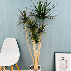 現品］【希少】フランスゴムノキ ユキ 8号 観葉植物 室内 大型 レア