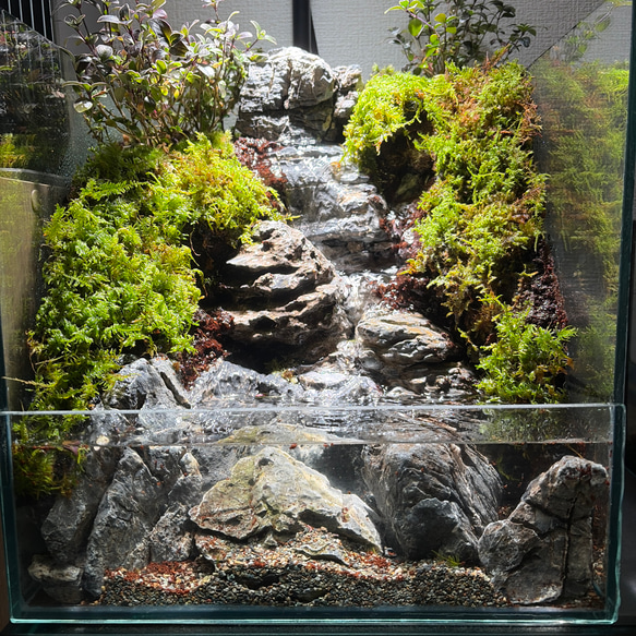 大きな滝のアクアテラリウム テラリウム frogAndPaludarium 通販