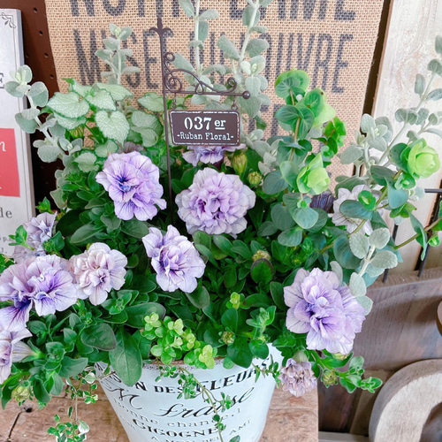 現品♡【八重咲きペチュニア寄せ植え】ホワイト系ブリキ鉢！ナチュラル