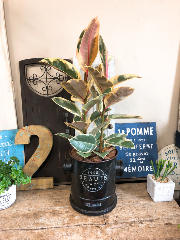 フィカス エルメス 植物 インテリア フィカス エルメス 植物 インテリア