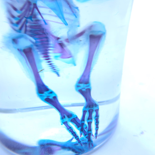 透明標本 ウズラ その他置物 透明標本Clair 通販 4249822｜Creema