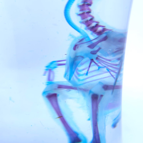 透明標本 ウズラ その他置物 透明標本Clair 通販 4249822｜Creema