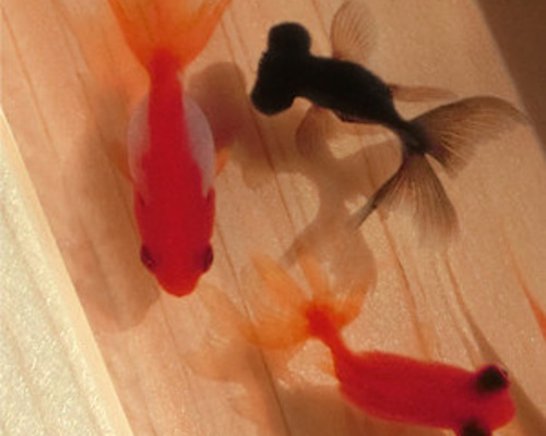 金魚 アクリル樹脂×天然木インテリア 金魚アート 祭 こだわりの純日本