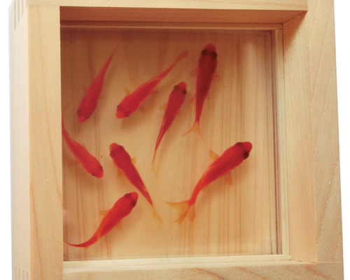3D金魚 金魚アート アクリル樹脂×天然木 「咲」 こだわりの純日本製
