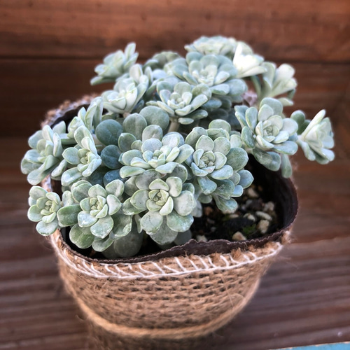 大人気♡白雪ミセバヤ♡多肉植物♡セダム♡ガーデニング♡モコモコ