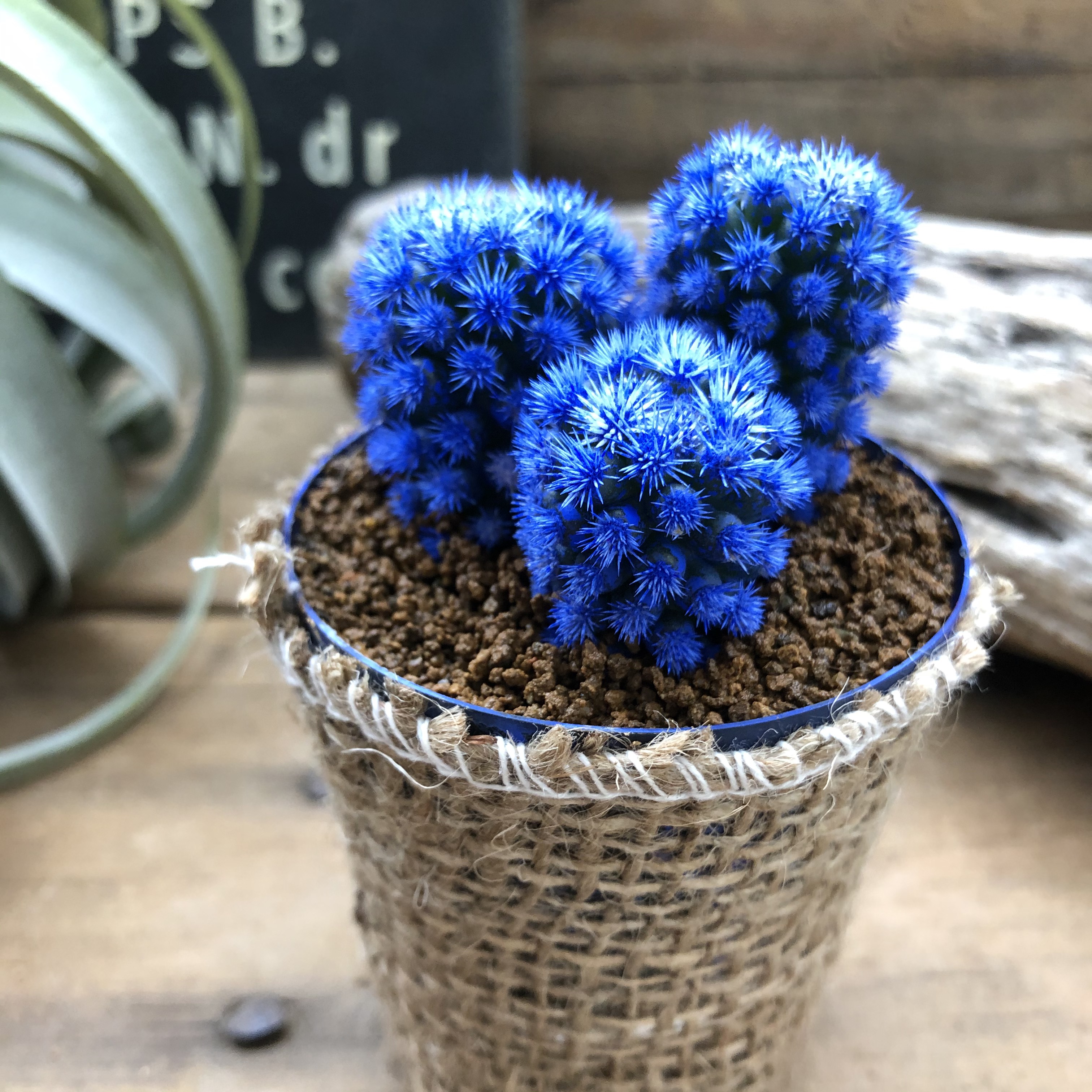 16　観葉植物　サボテン　多肉植物 【希少！　初版！　美品！】　​花卉園芸大百科