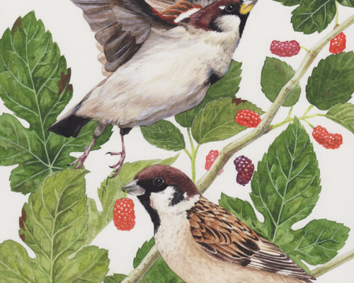 鳥の絵、インテリア、アート、水彩画、原画 絵画 山の幸 通販 4443130