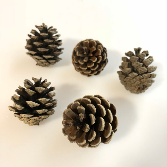 松ぼっくり5個セット その他素材 hithit26 通販 6504399｜Creema