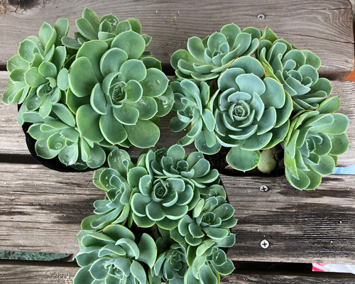 1_ba495ac760407cb700ad718583db