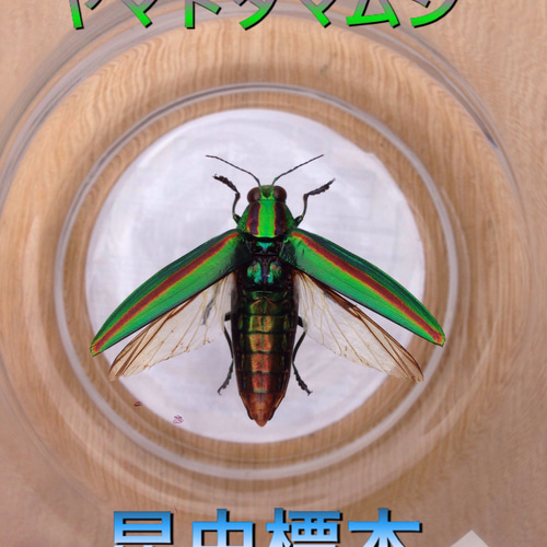 昆虫標本 ヤマトタマムシ その他インテリア雑貨 坂本屋 通販 5948132