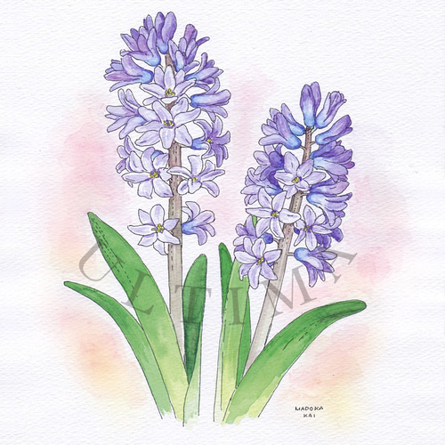 ヒヤシンス＊額装付き手描き水彩画＊ ☆マットカラーは選べる2色