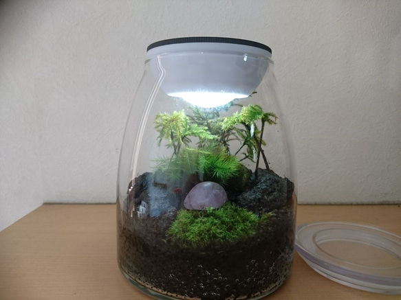 苔テラリウム コウヤノマンネングサの森（LEDライト付き） テラリウム