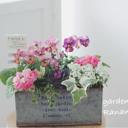 ꫛꫀꪝ✧‧˚ビオラとジュリアンのcuteな寄せ植え❁✿✾ ✾✿❁︎GIFTに