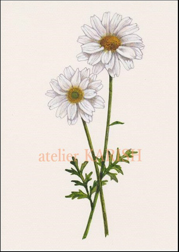 水彩画原画【レトロなマーガレット 01】送料無料！ 絵画 atelier
