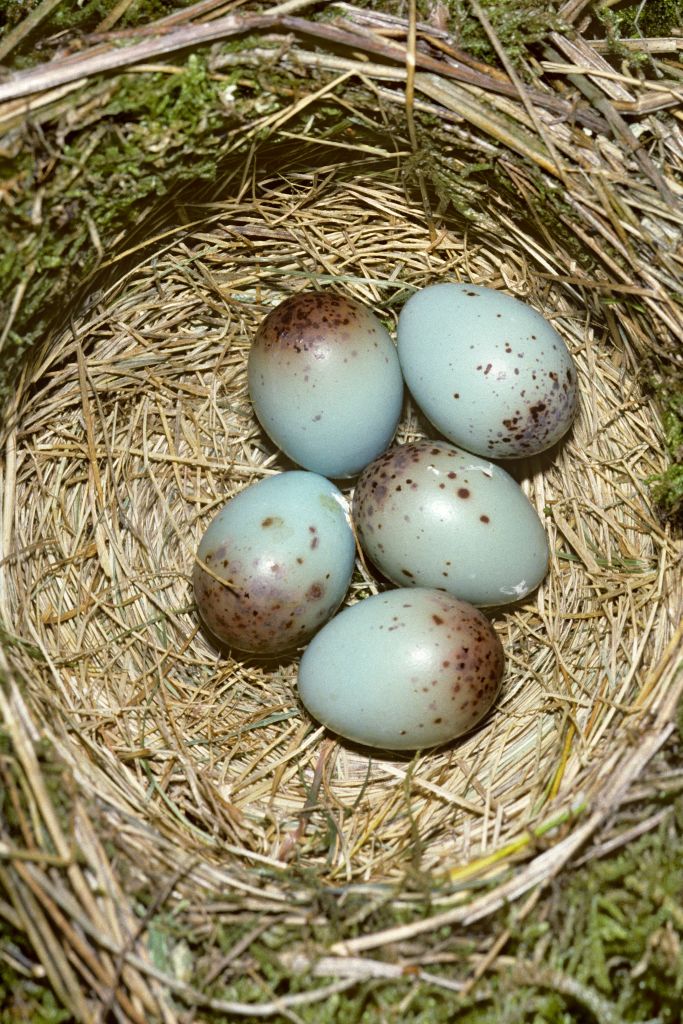 Mistle thrush guide: diet, habitat and where to see in the UK